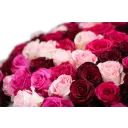 kytice ekvádorských růží